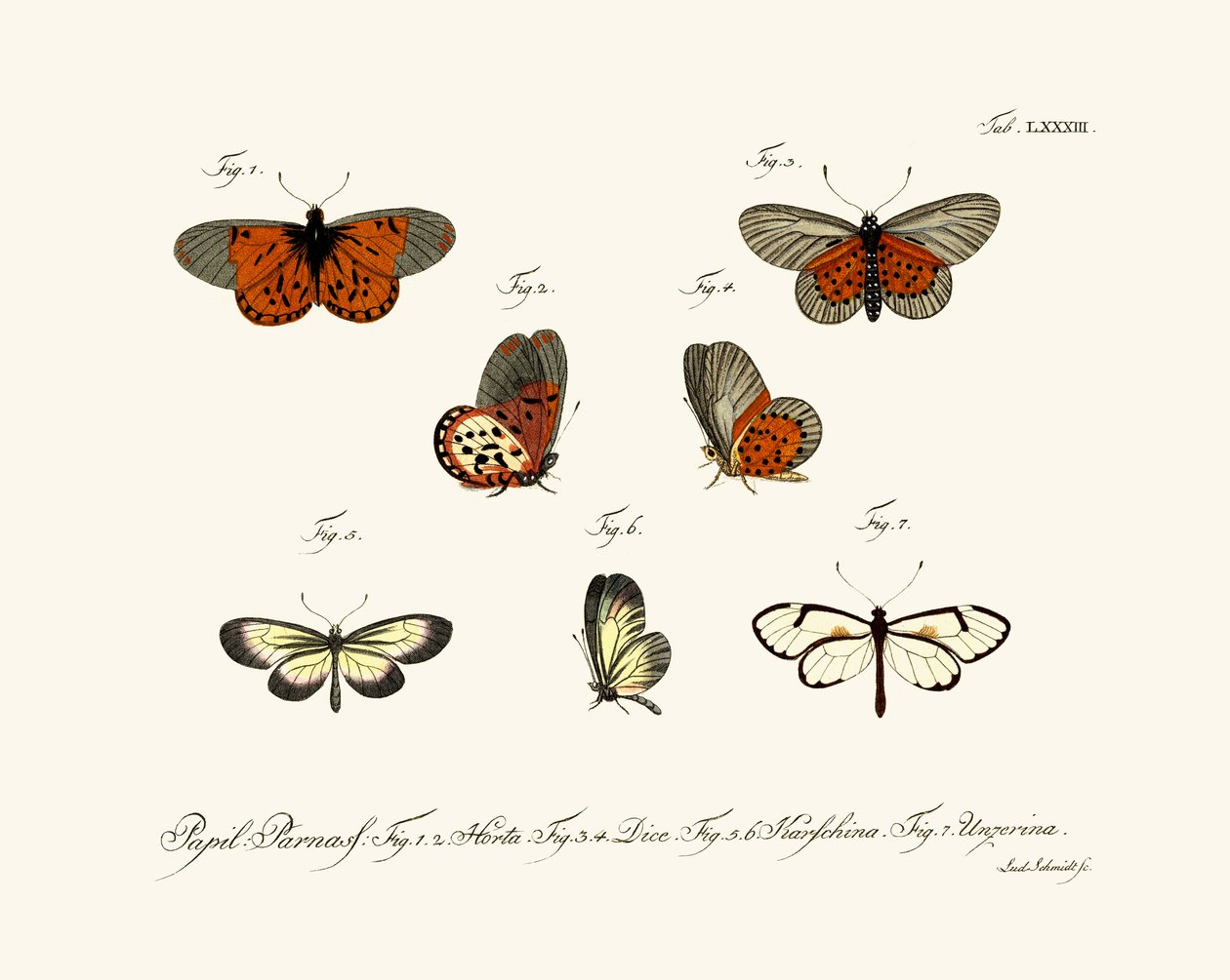 Mariposas de German School