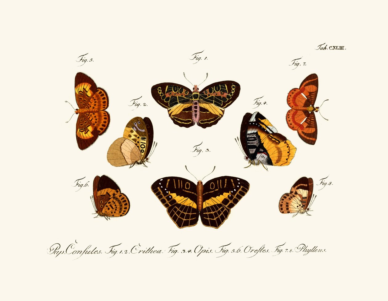 Mariposas de German School