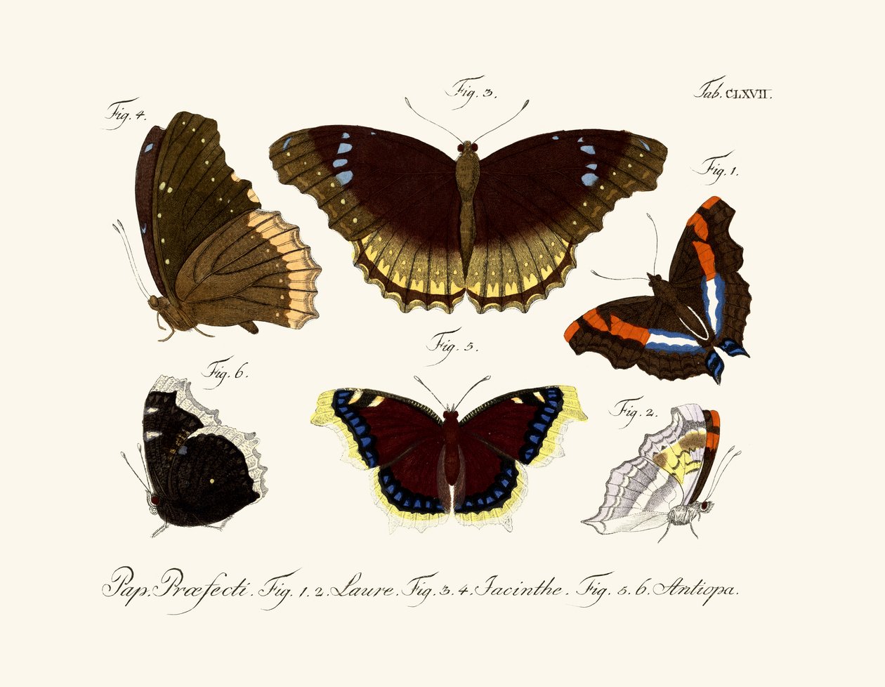 Mariposas de German School