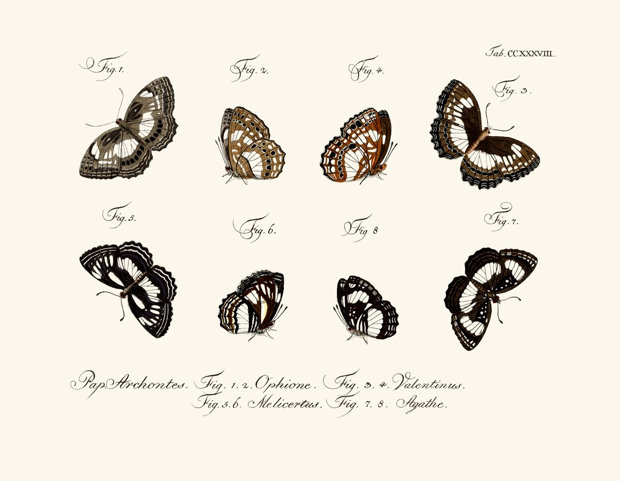 Mariposas de German School