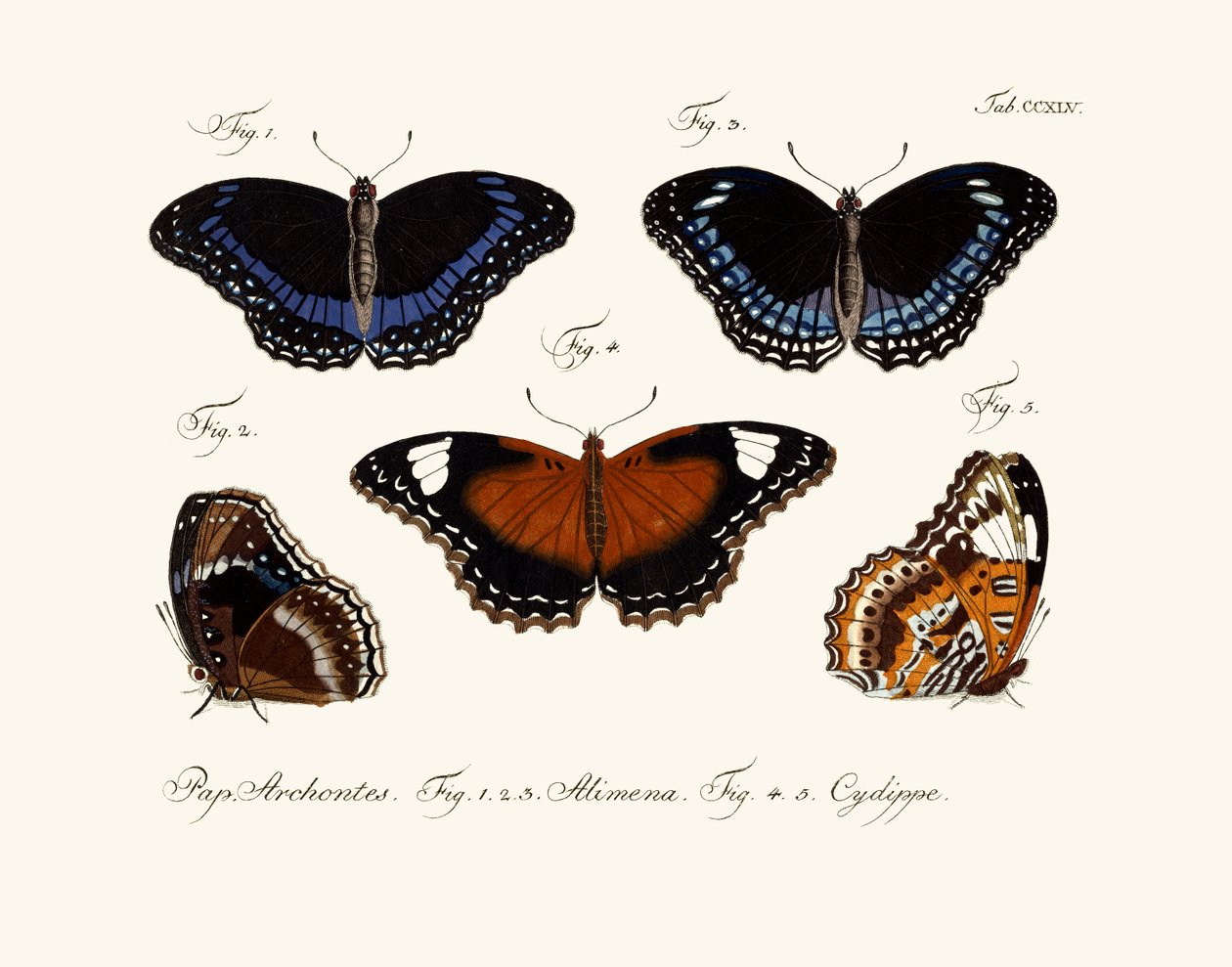 Mariposas de German School