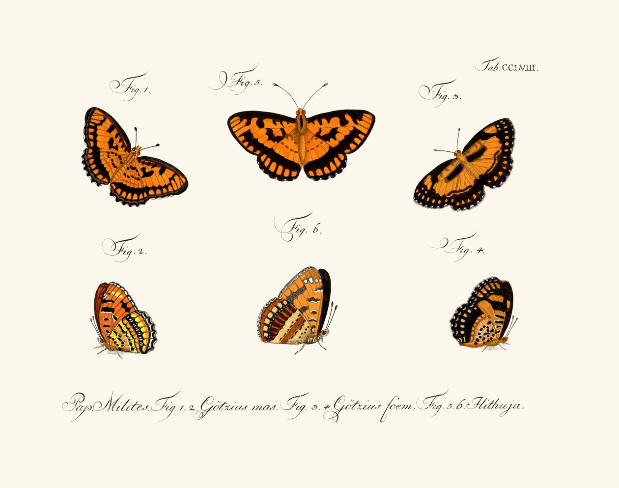 Mariposas de German School