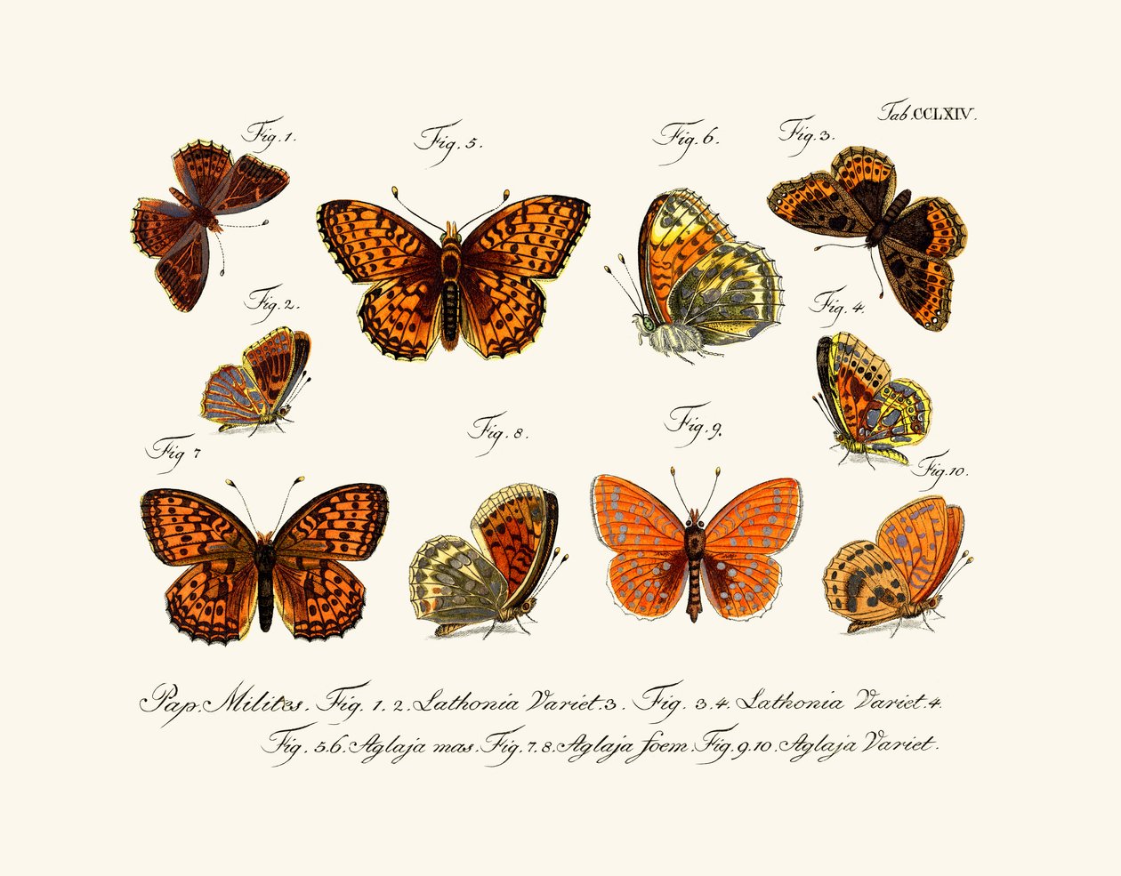 Mariposas de German School