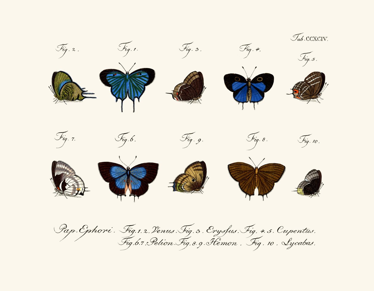 Mariposas de German School