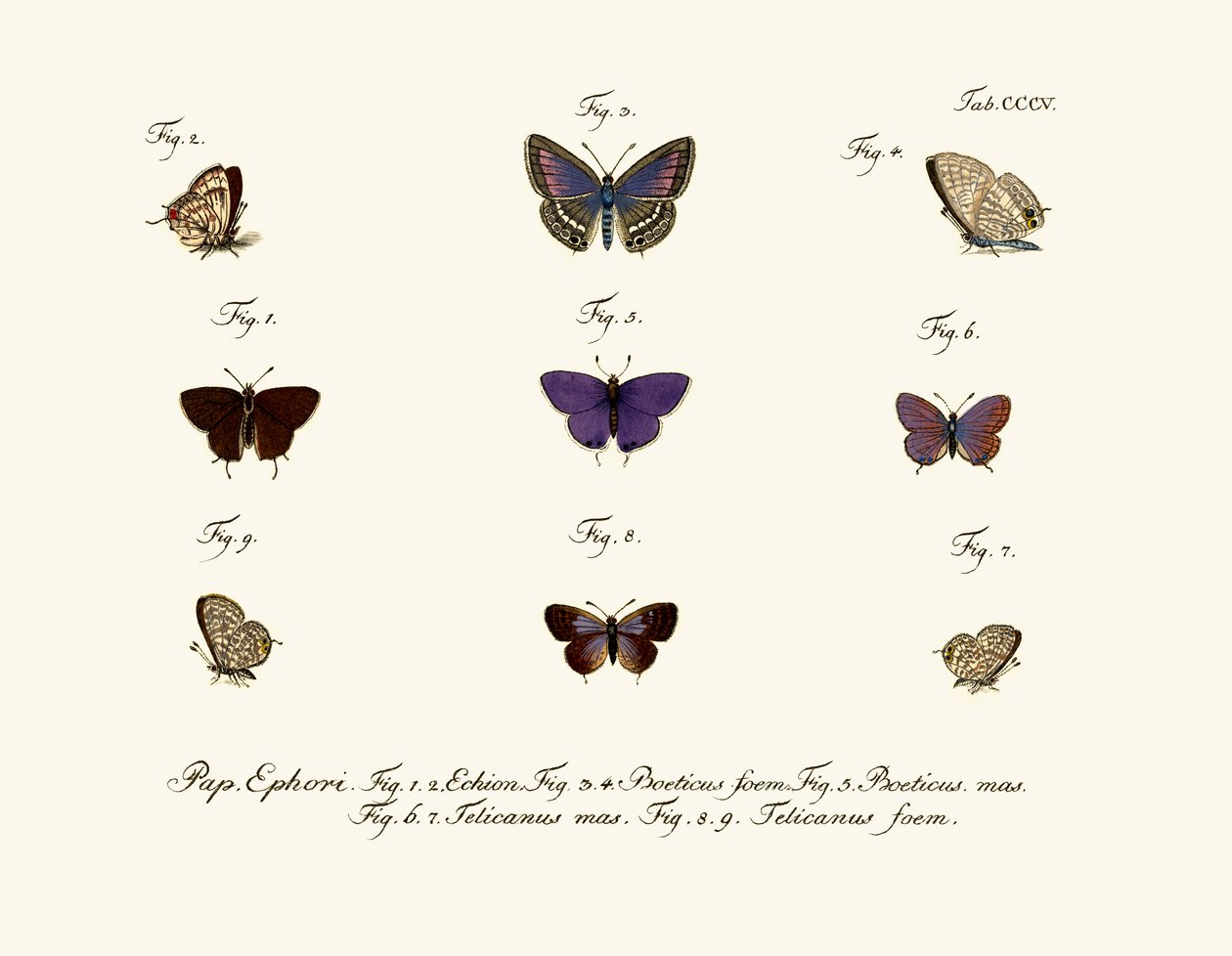 Mariposas de German School