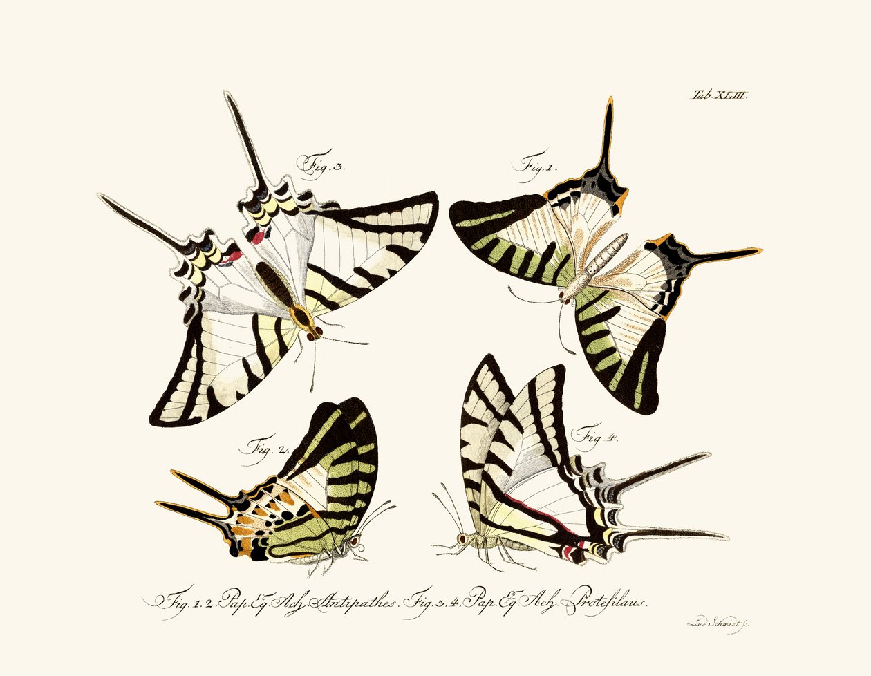 Mariposas de German School