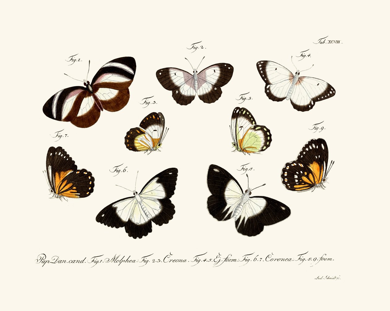 Mariposas de German School