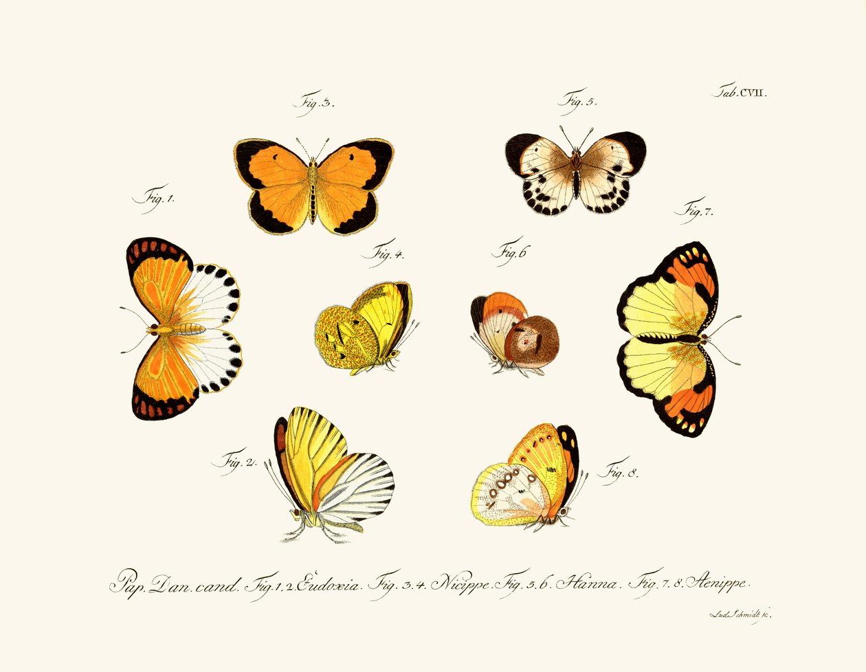 Mariposas de German School