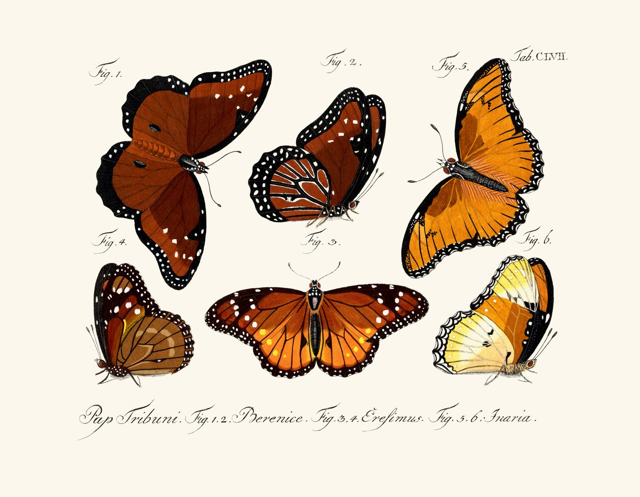 Mariposas de German School