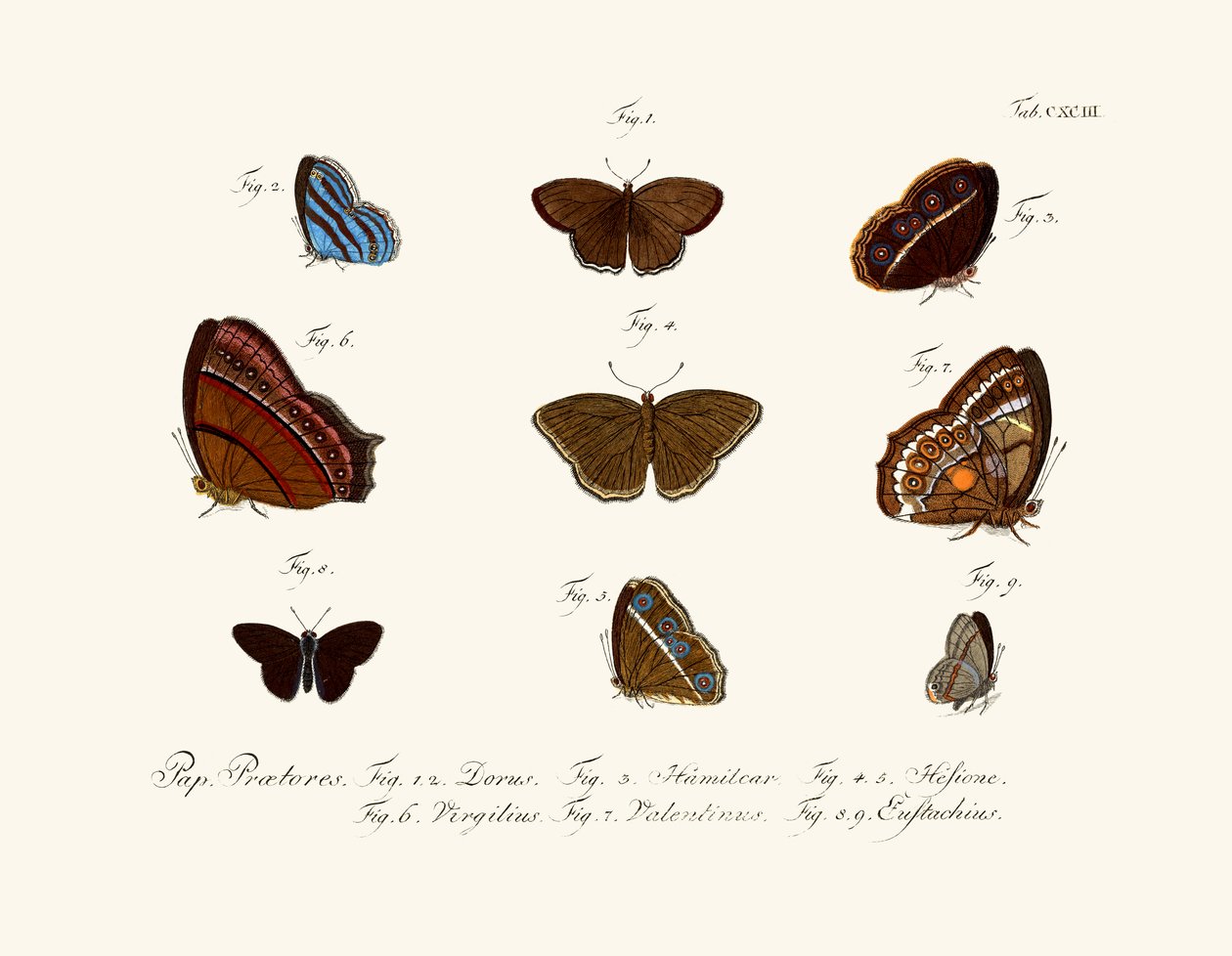 Mariposas de German School