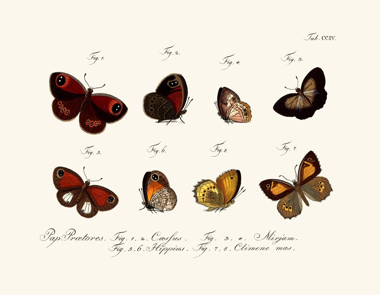 Mariposas de German School