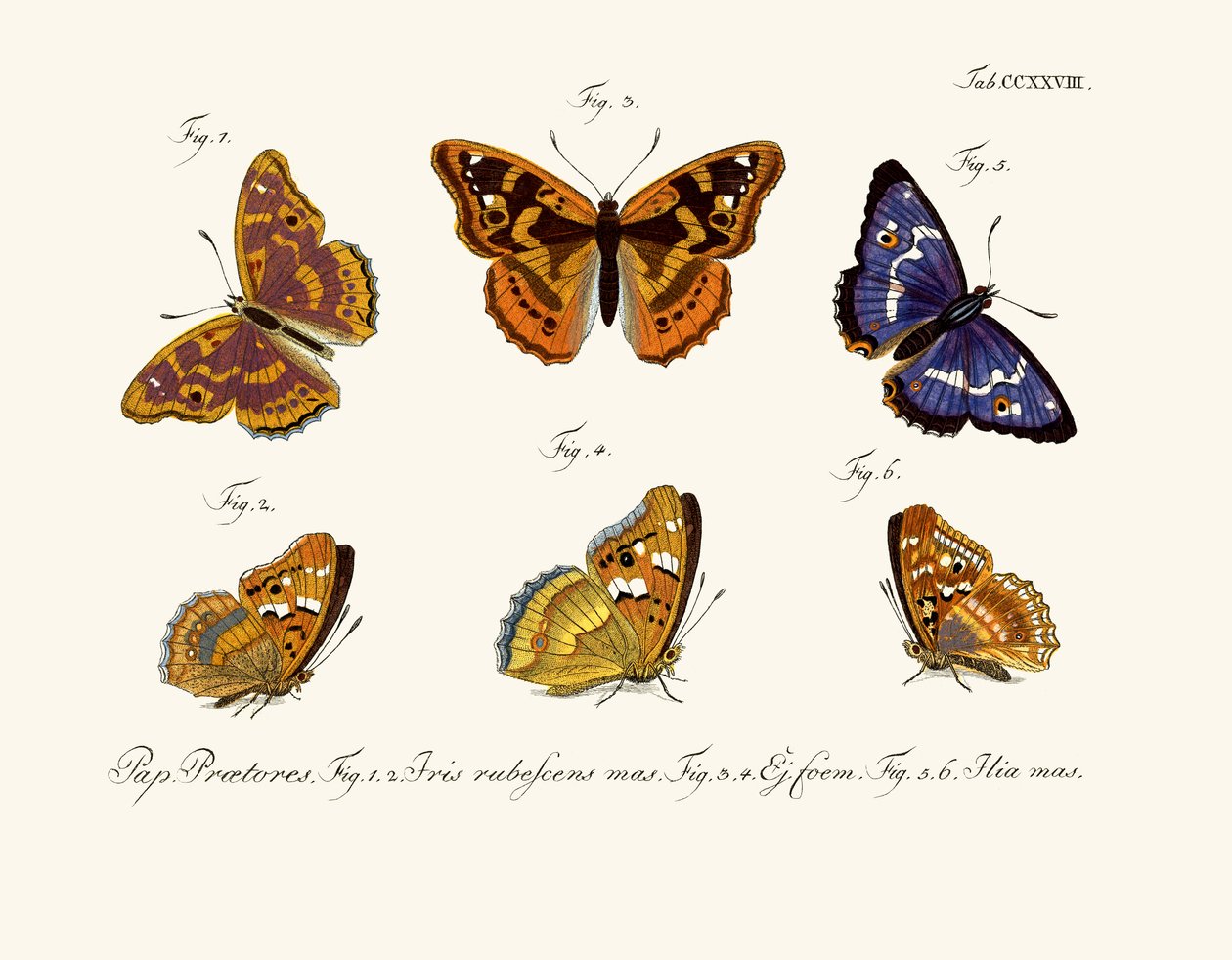 Mariposas de German School