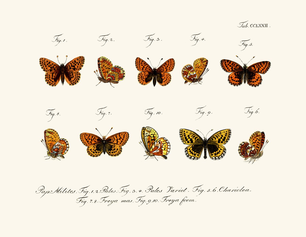 Mariposas de German School