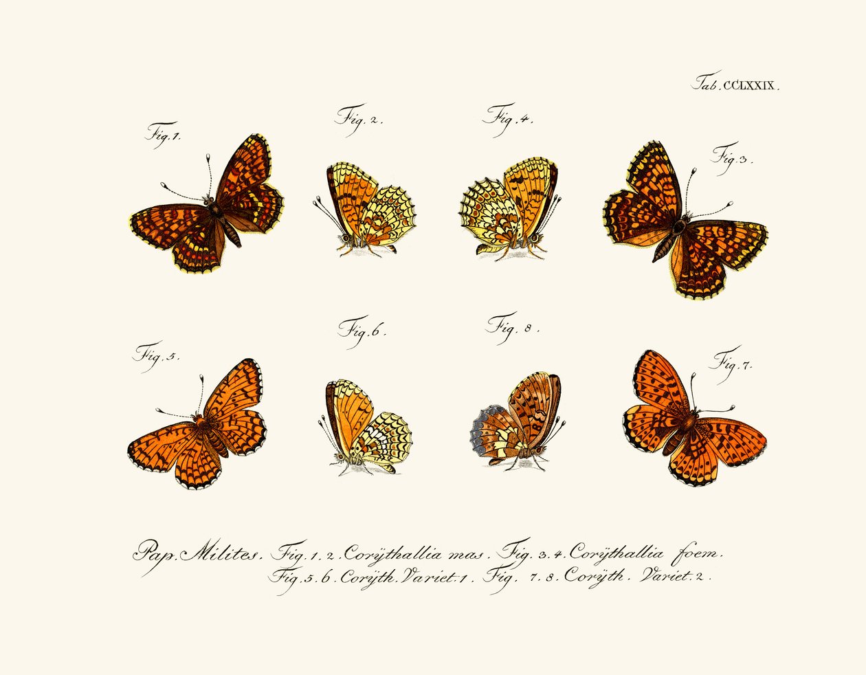 Mariposas de German School