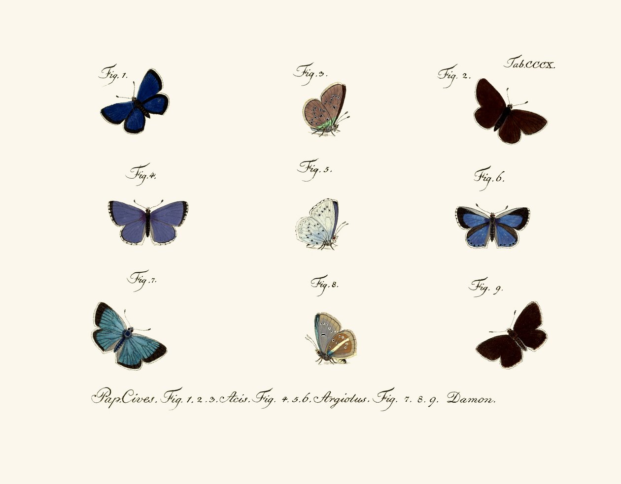 Mariposas de German School