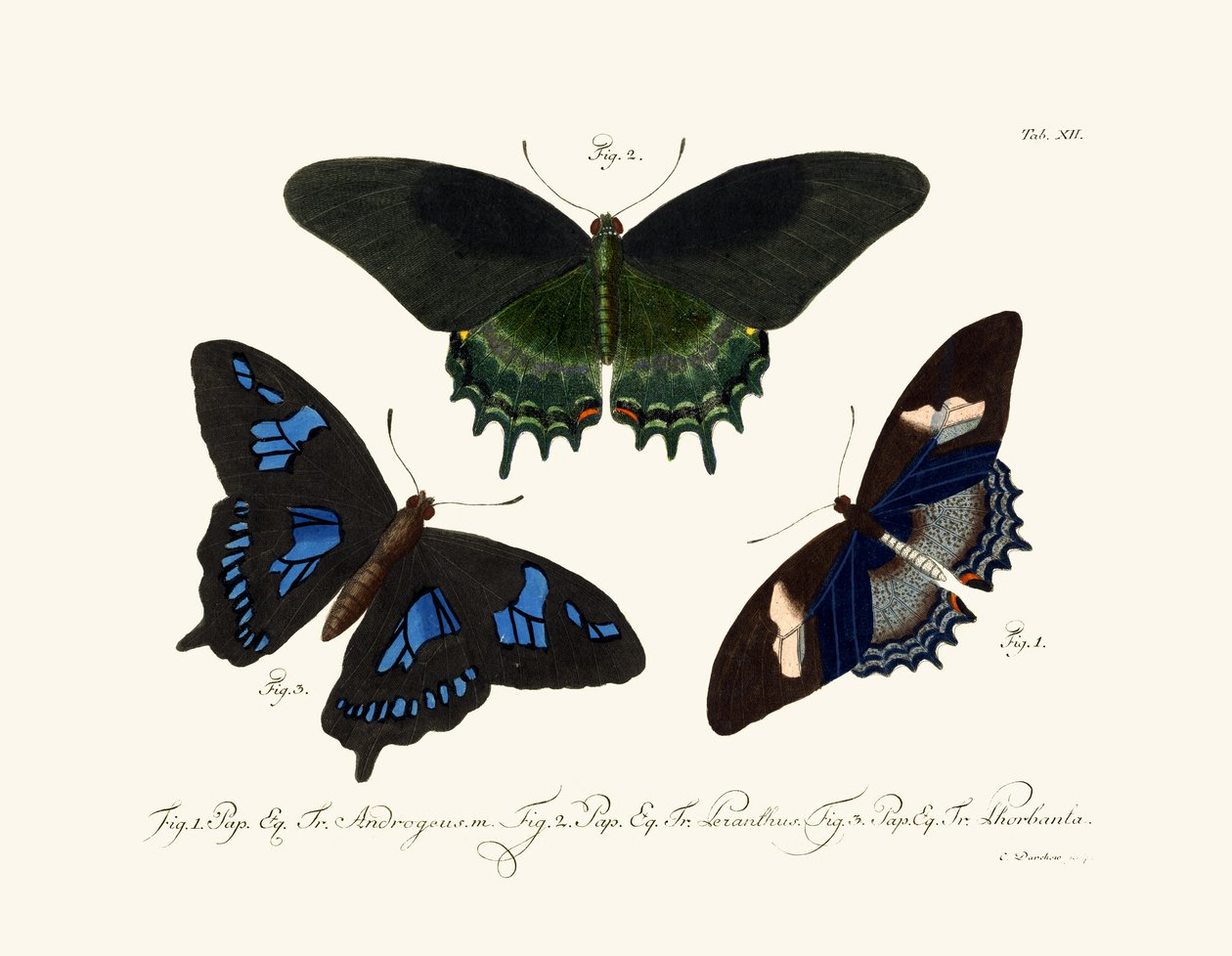 Mariposas de German School