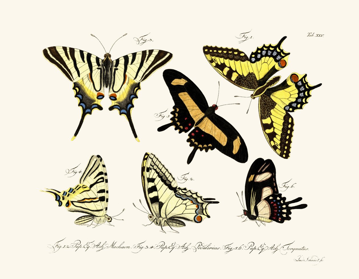 Mariposas de German School