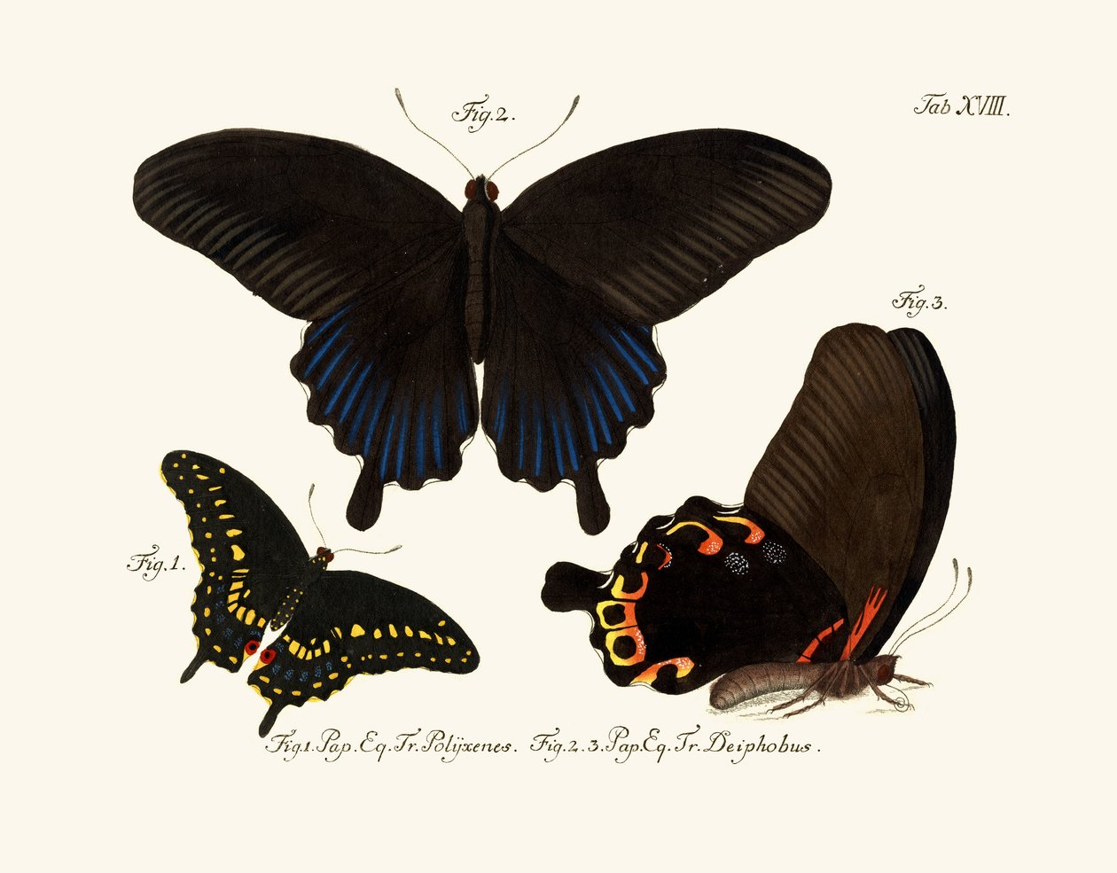 Mariposas de German School