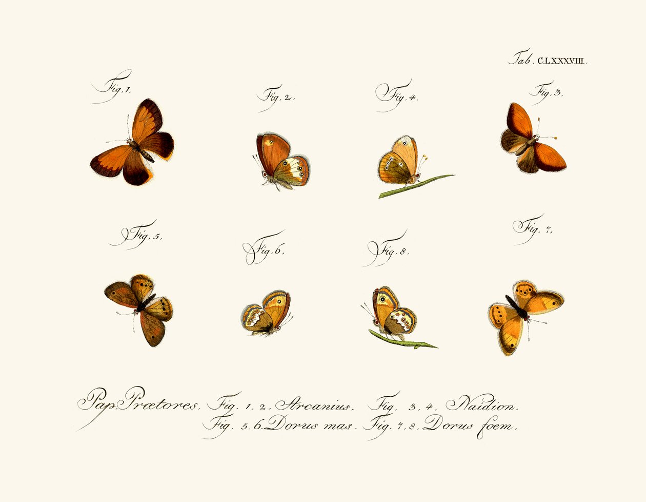 Mariposas de German School