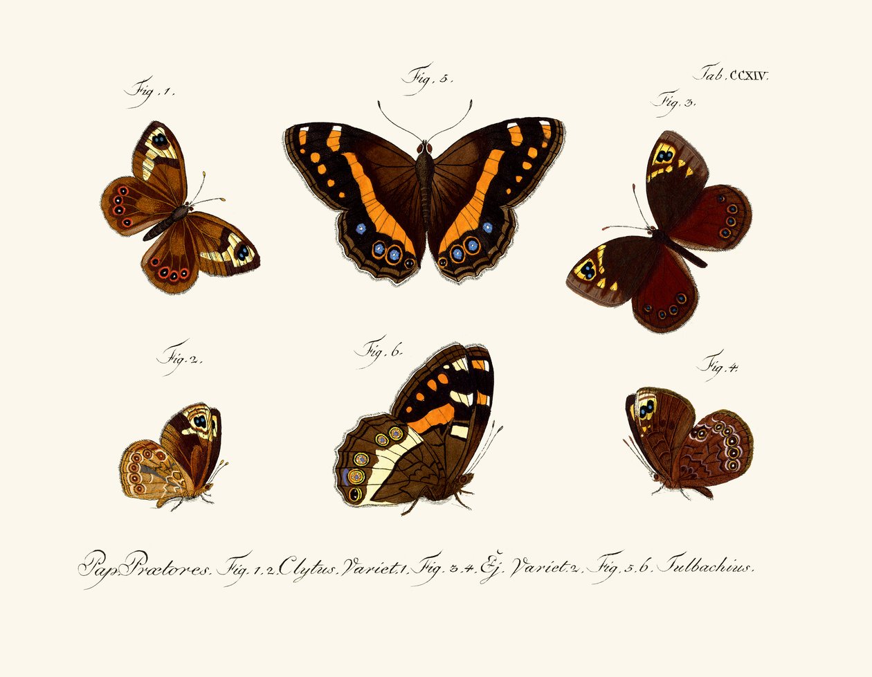 Mariposas de German School