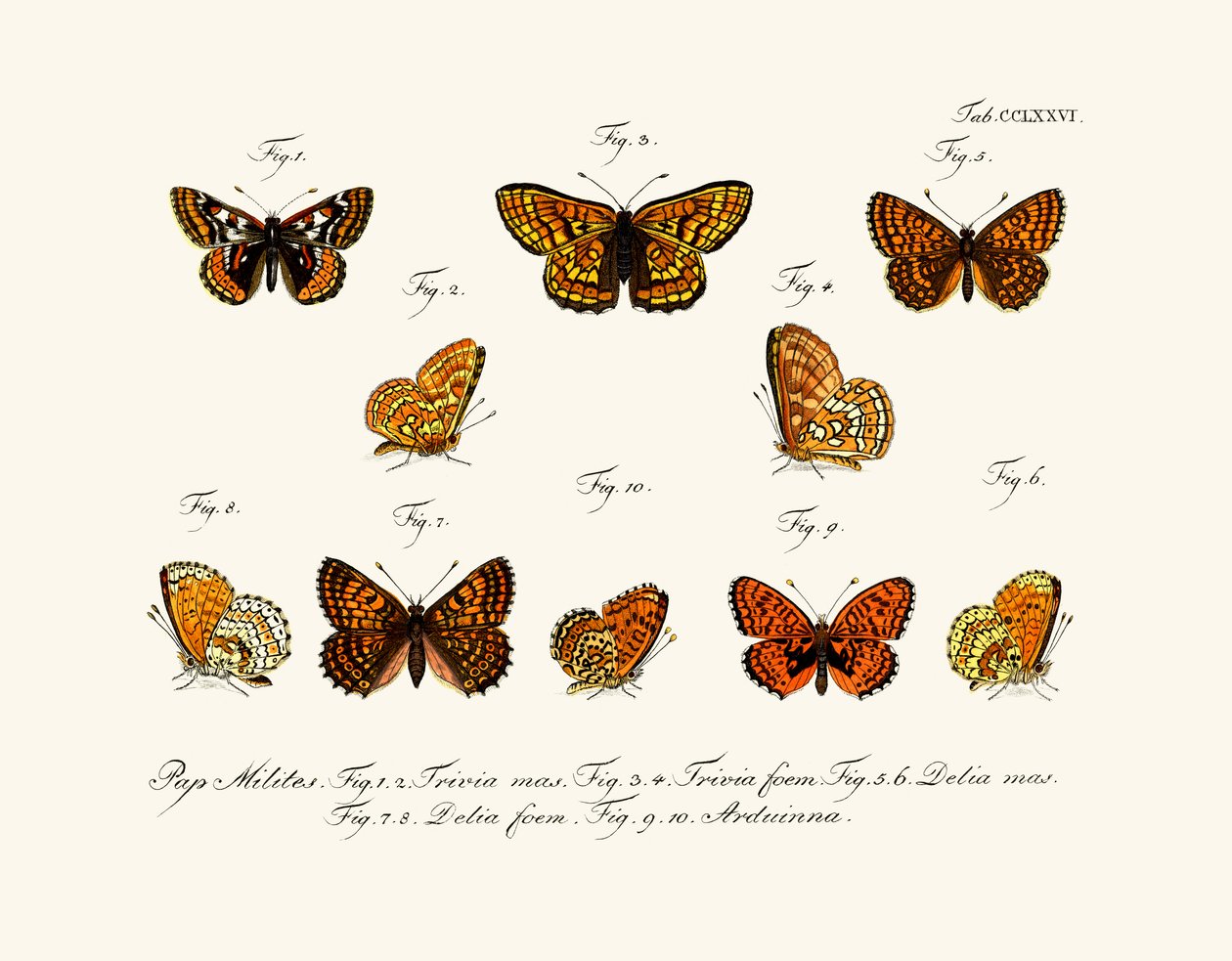Mariposas de German School