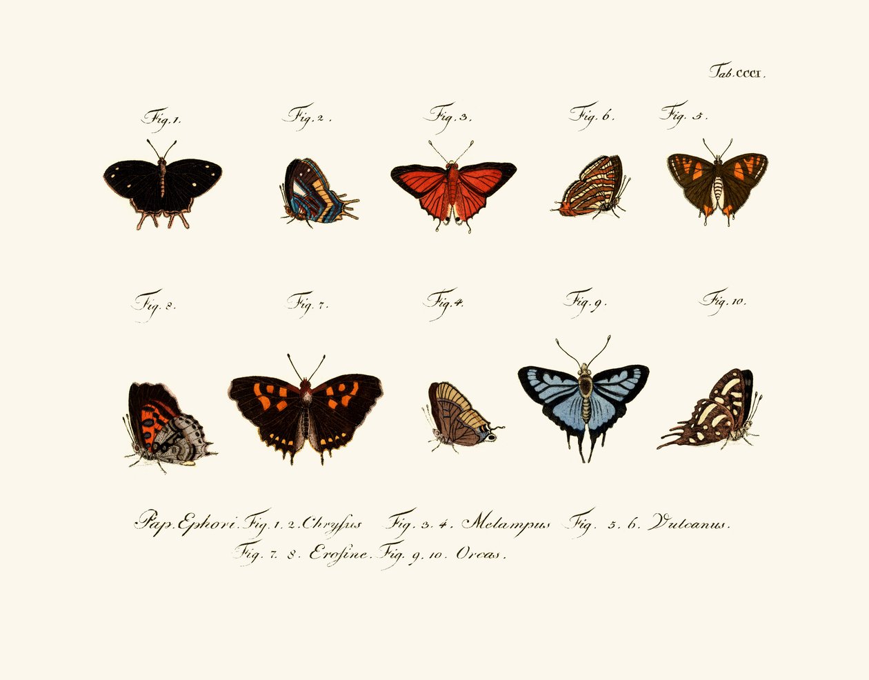 Mariposas de German School