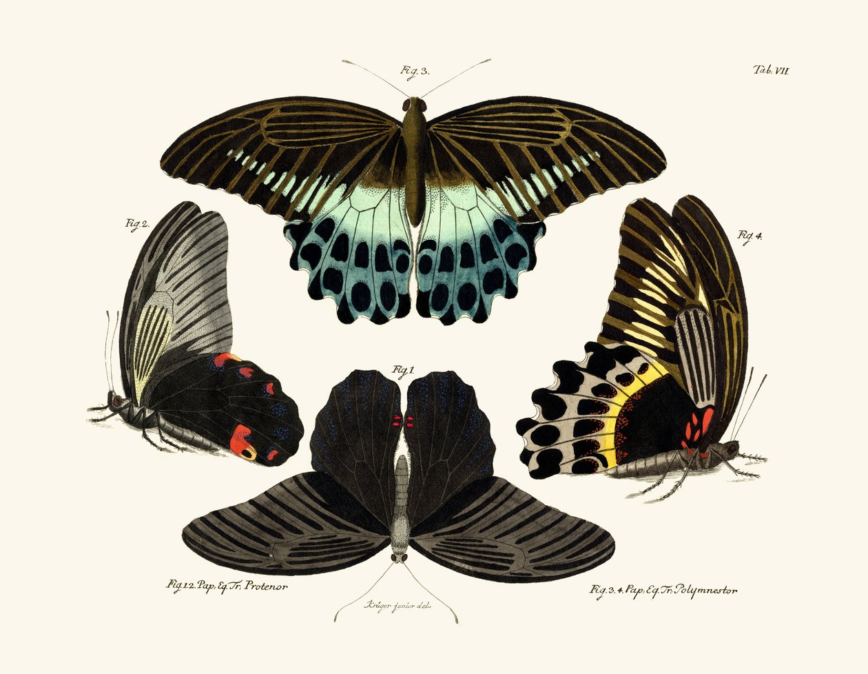 Mariposas de German School