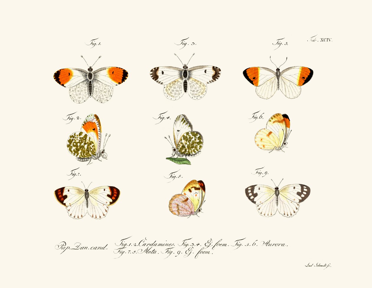 Mariposas de German School