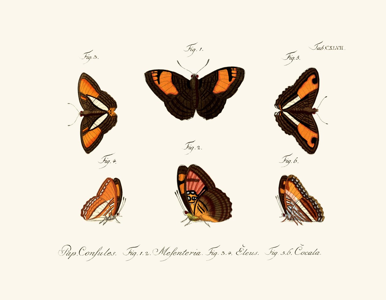 Mariposas de German School