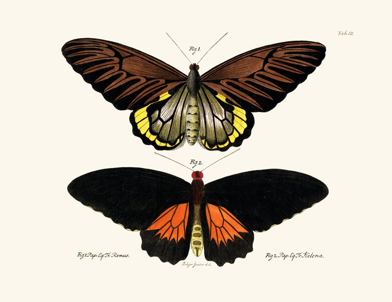 Mariposas de German School