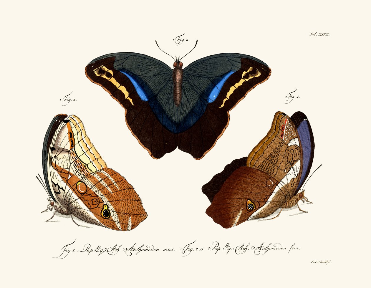 Mariposas de German School