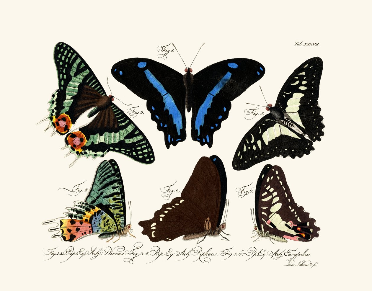 Mariposas de German School