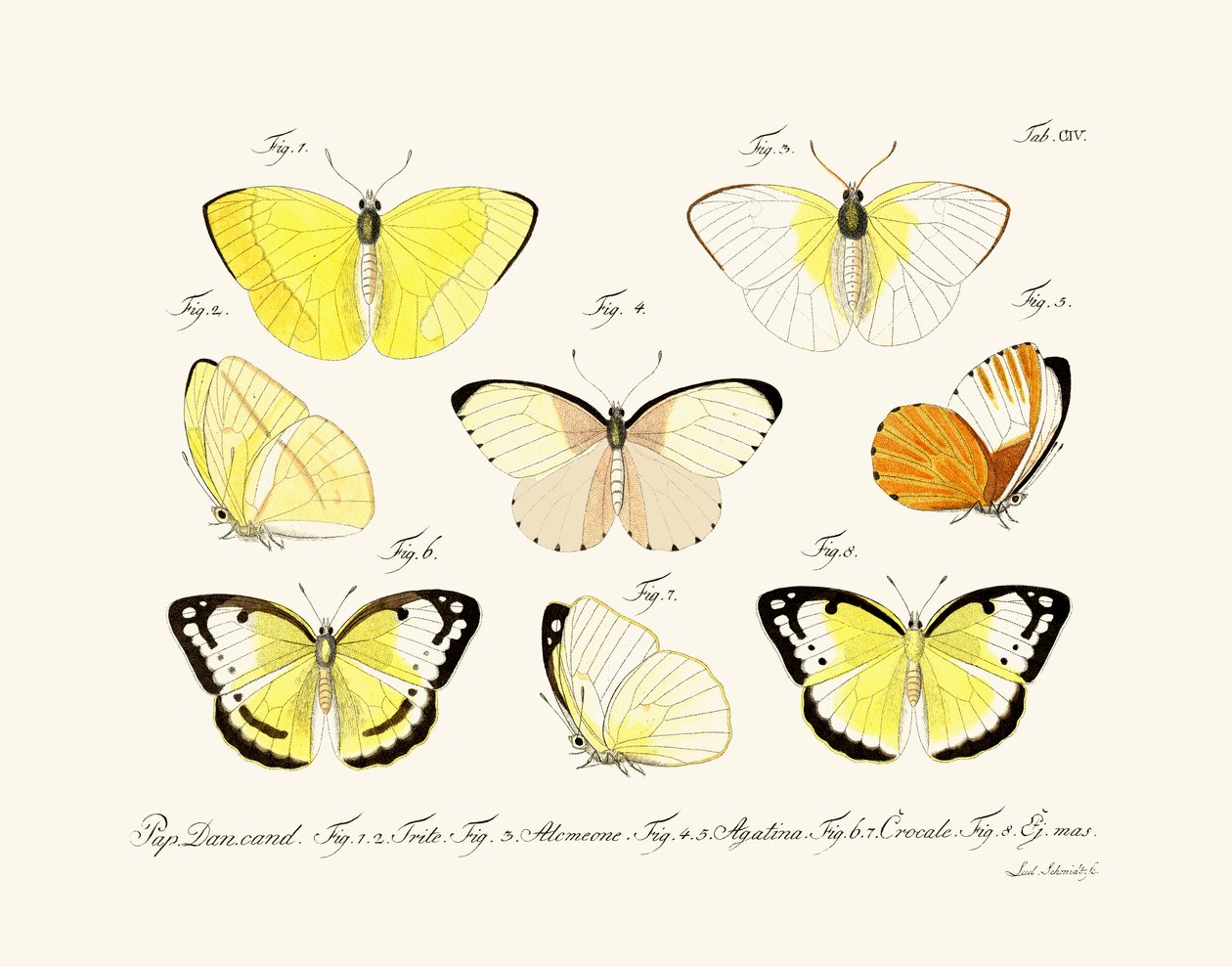 Mariposas de German School