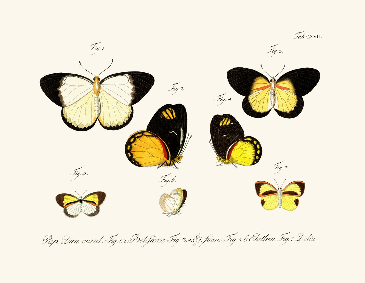 Mariposas de German School