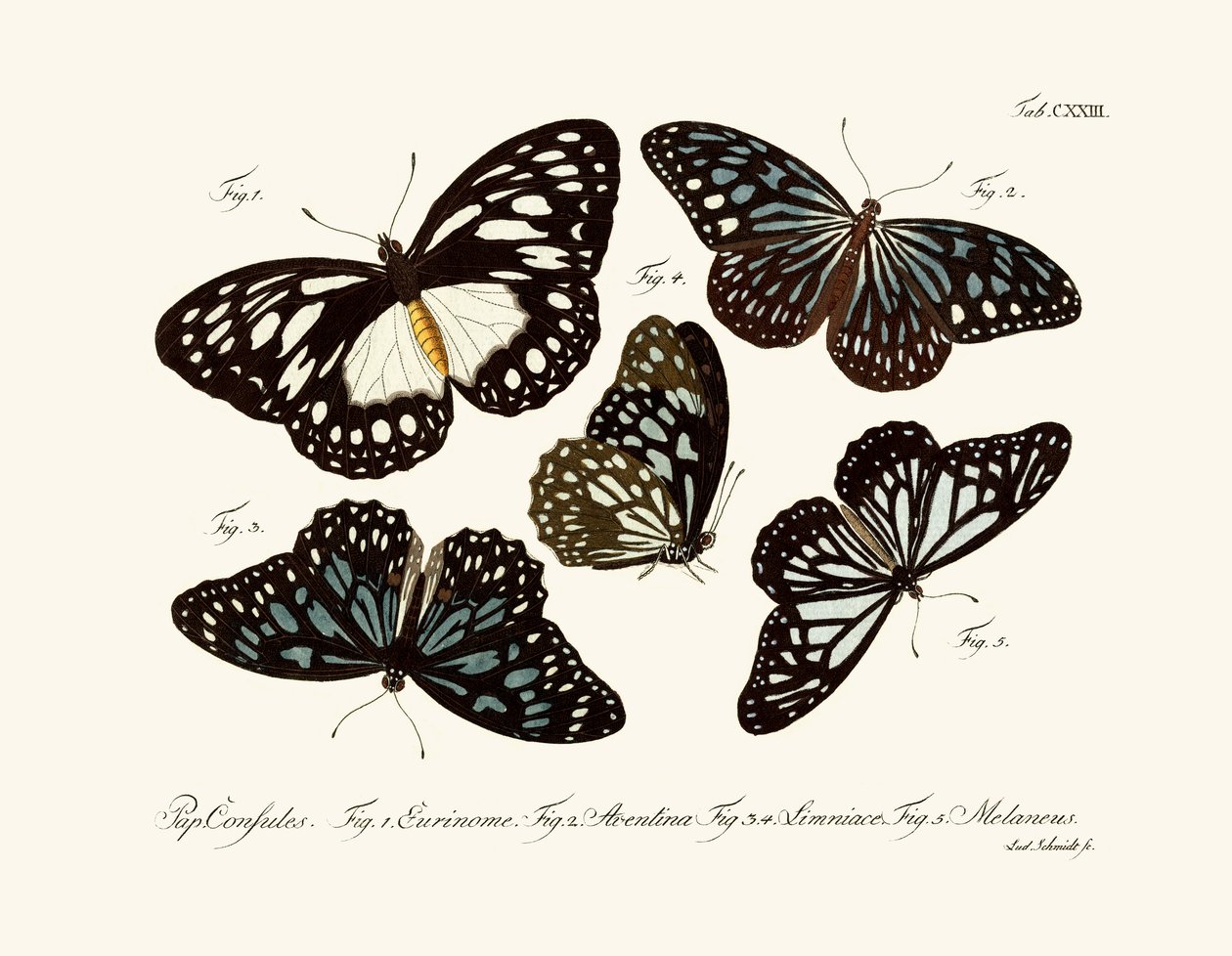 Mariposas de German School