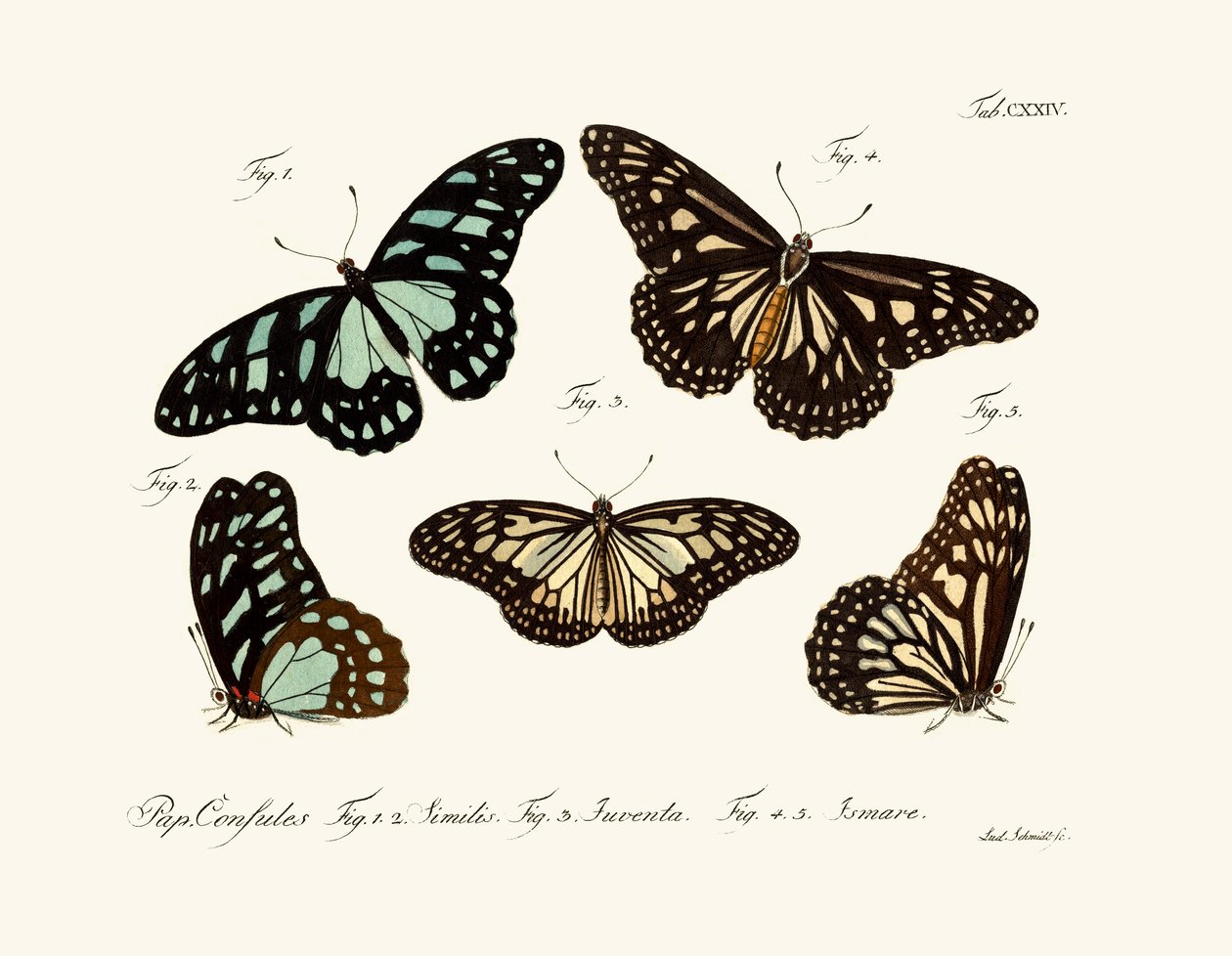 Mariposas de German School