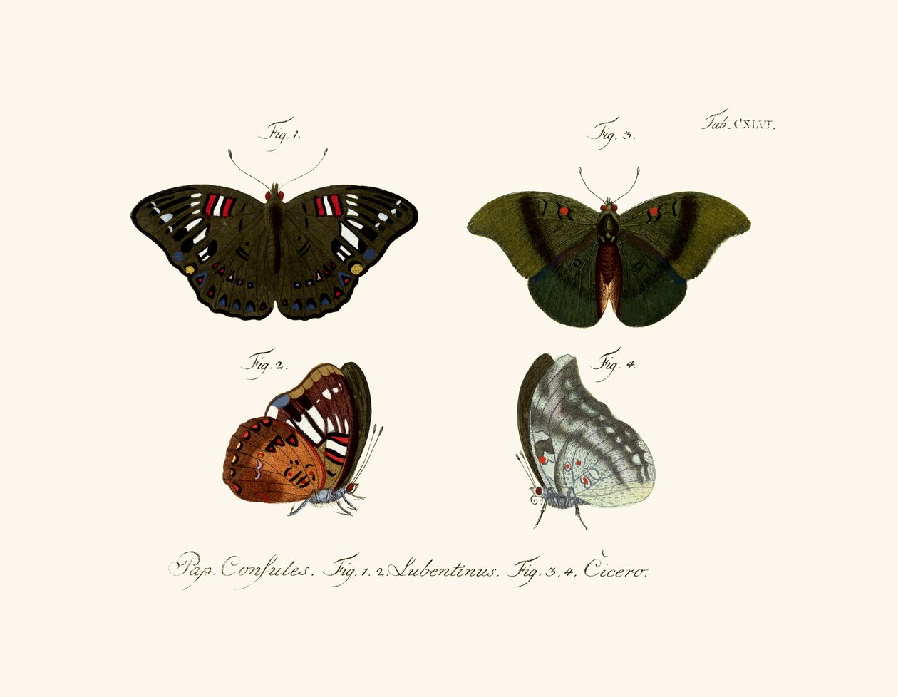 Mariposas de German School