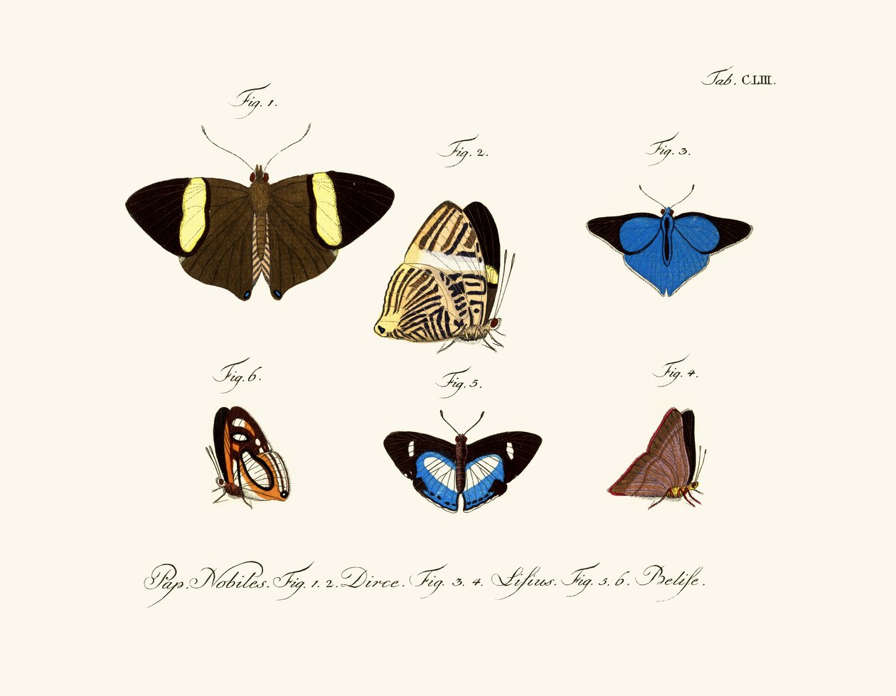 Mariposas de German School