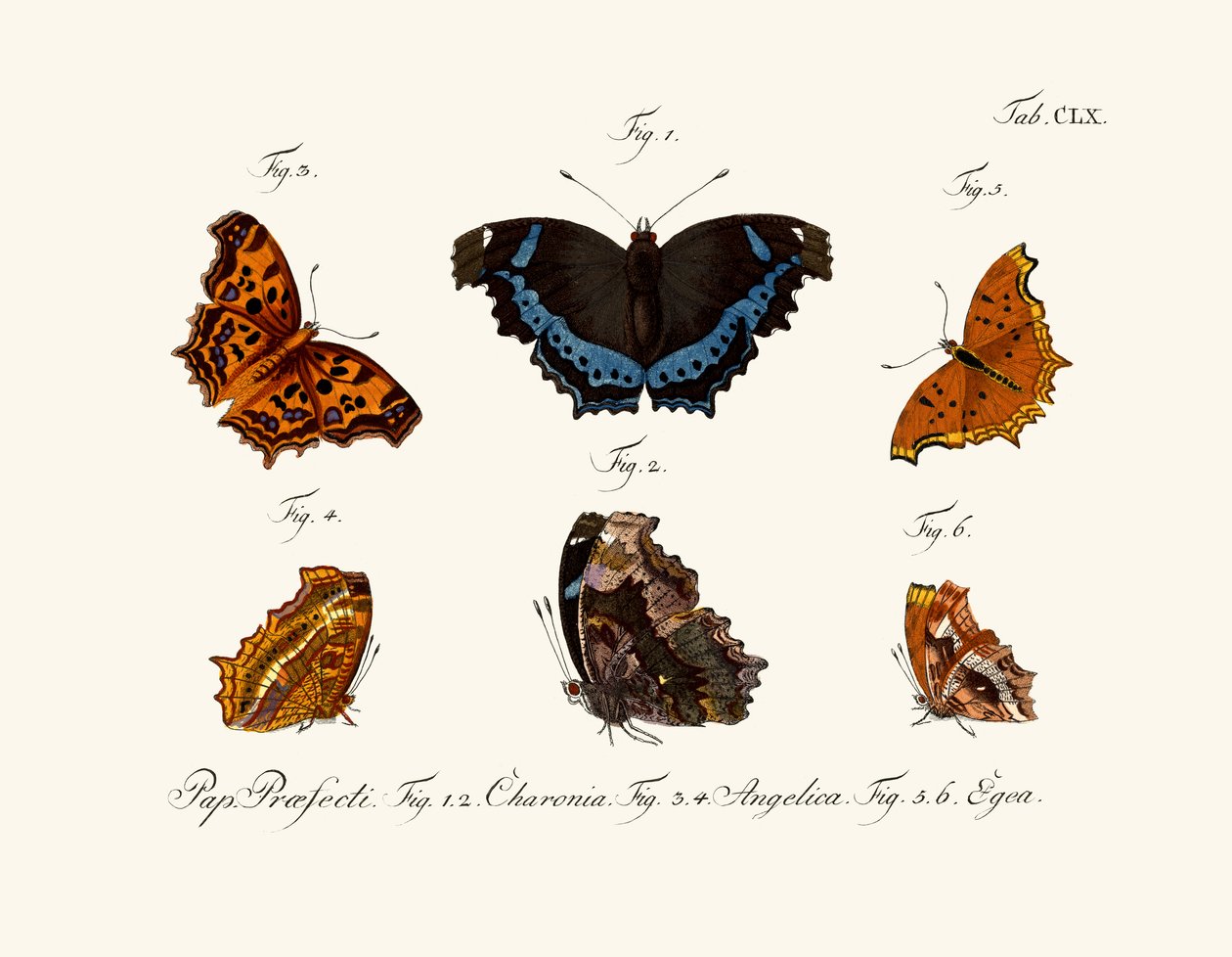 Mariposas de German School