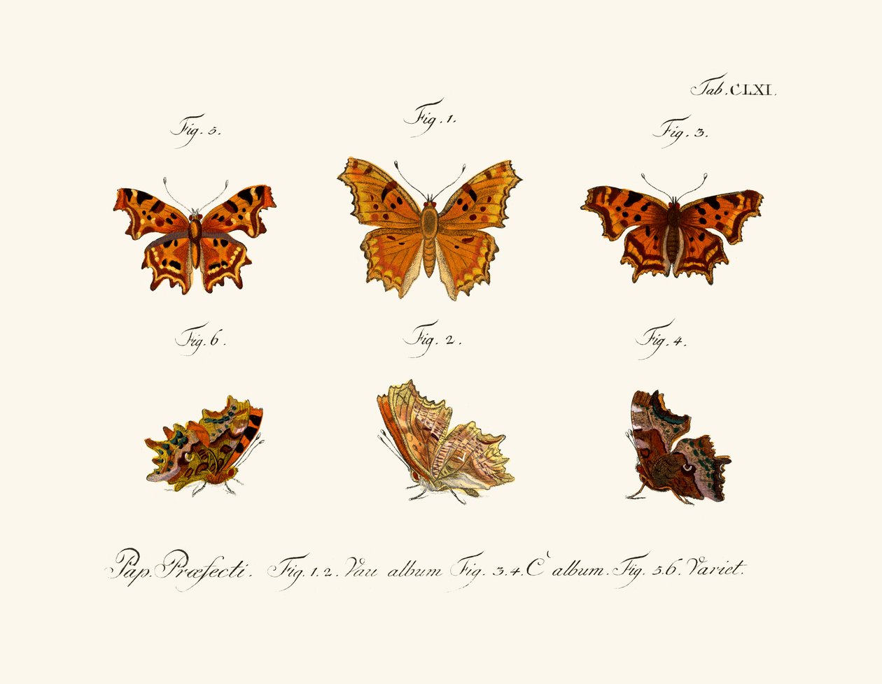 Mariposas de German School