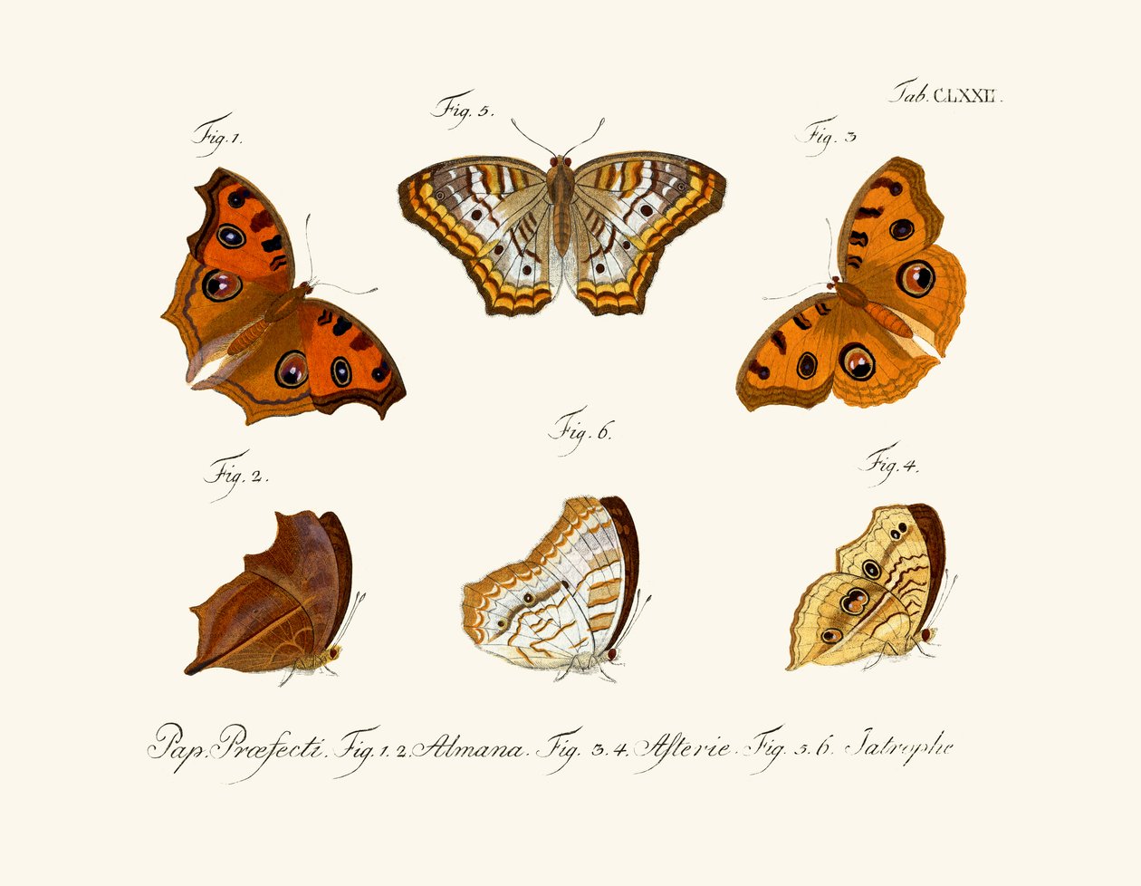 Mariposas de German School