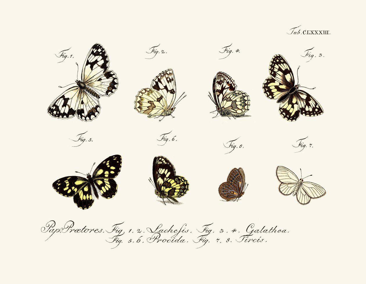 Mariposas de German School