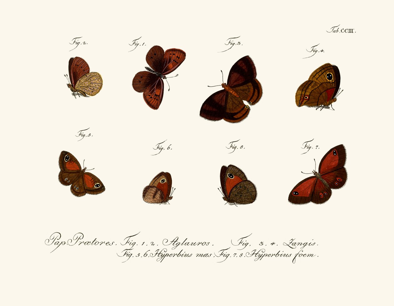 Mariposas de German School