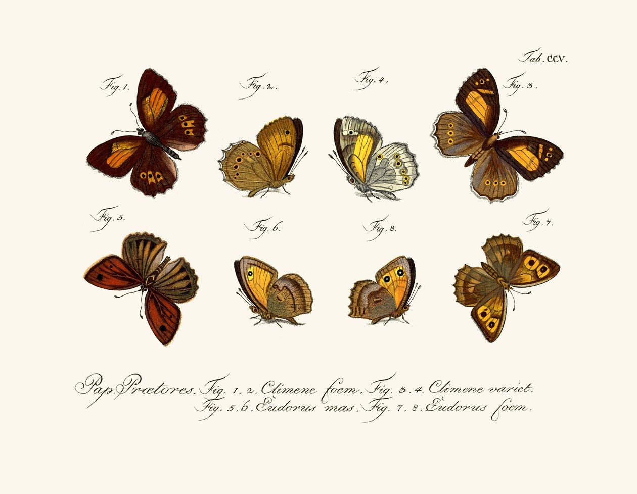 Mariposas de German School