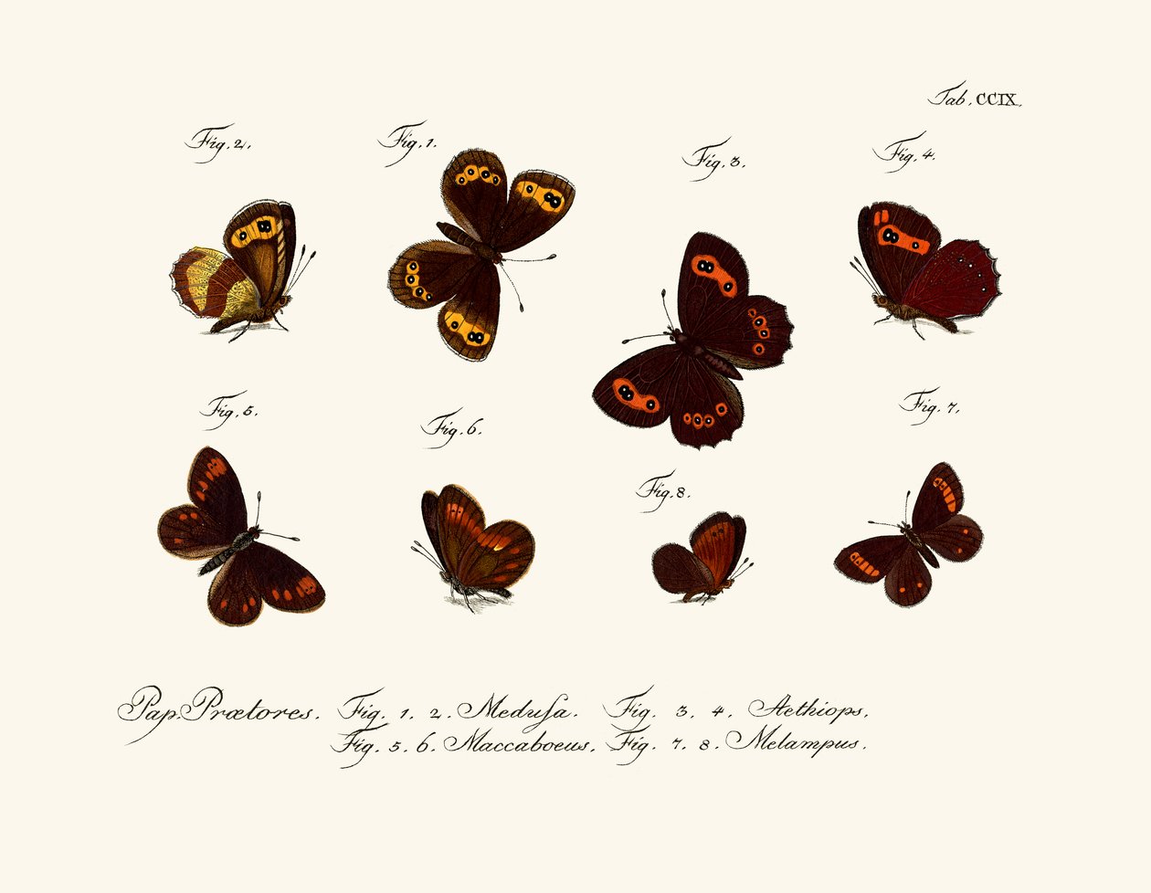 Mariposas de German School