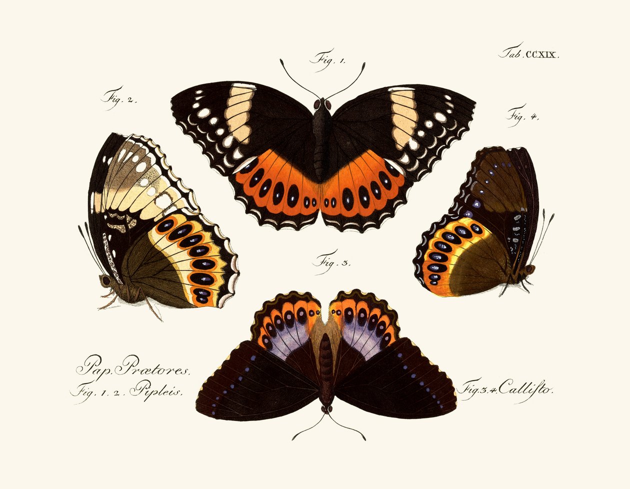 Mariposas de German School