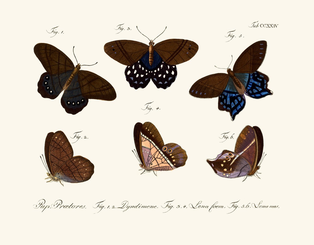 Mariposas de German School