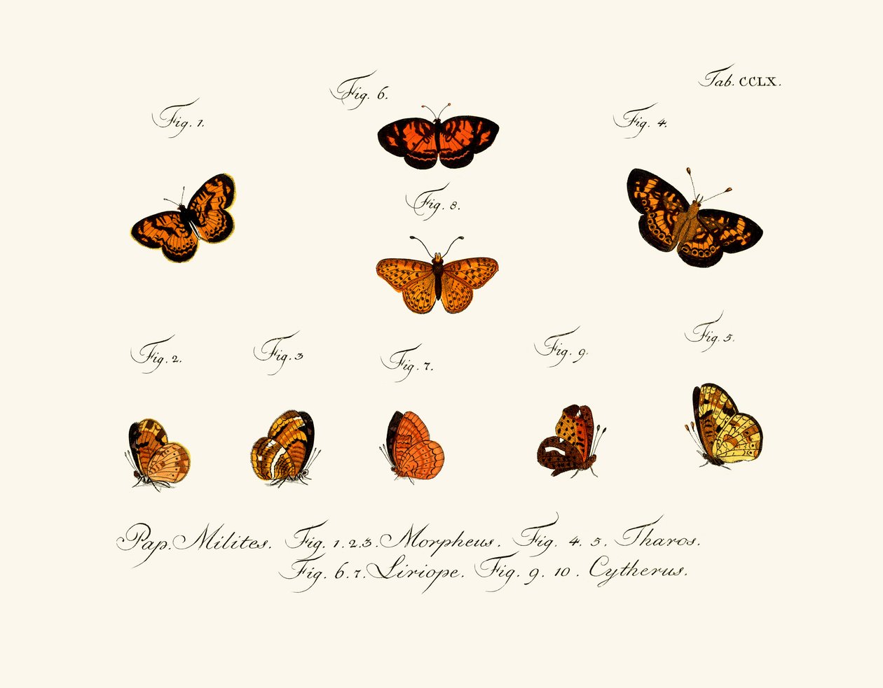 Mariposas de German School