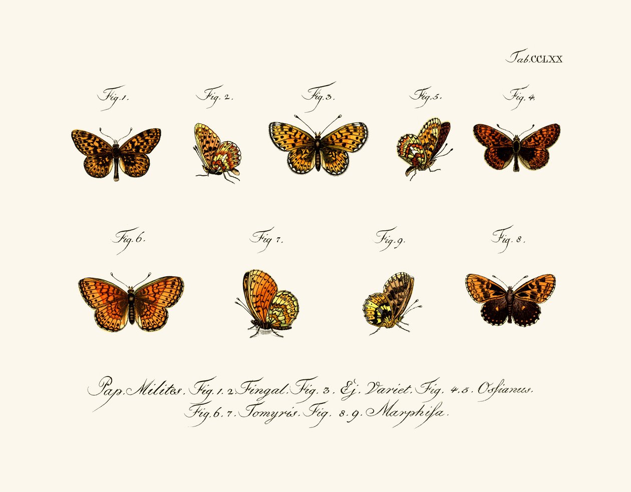 Mariposas de German School
