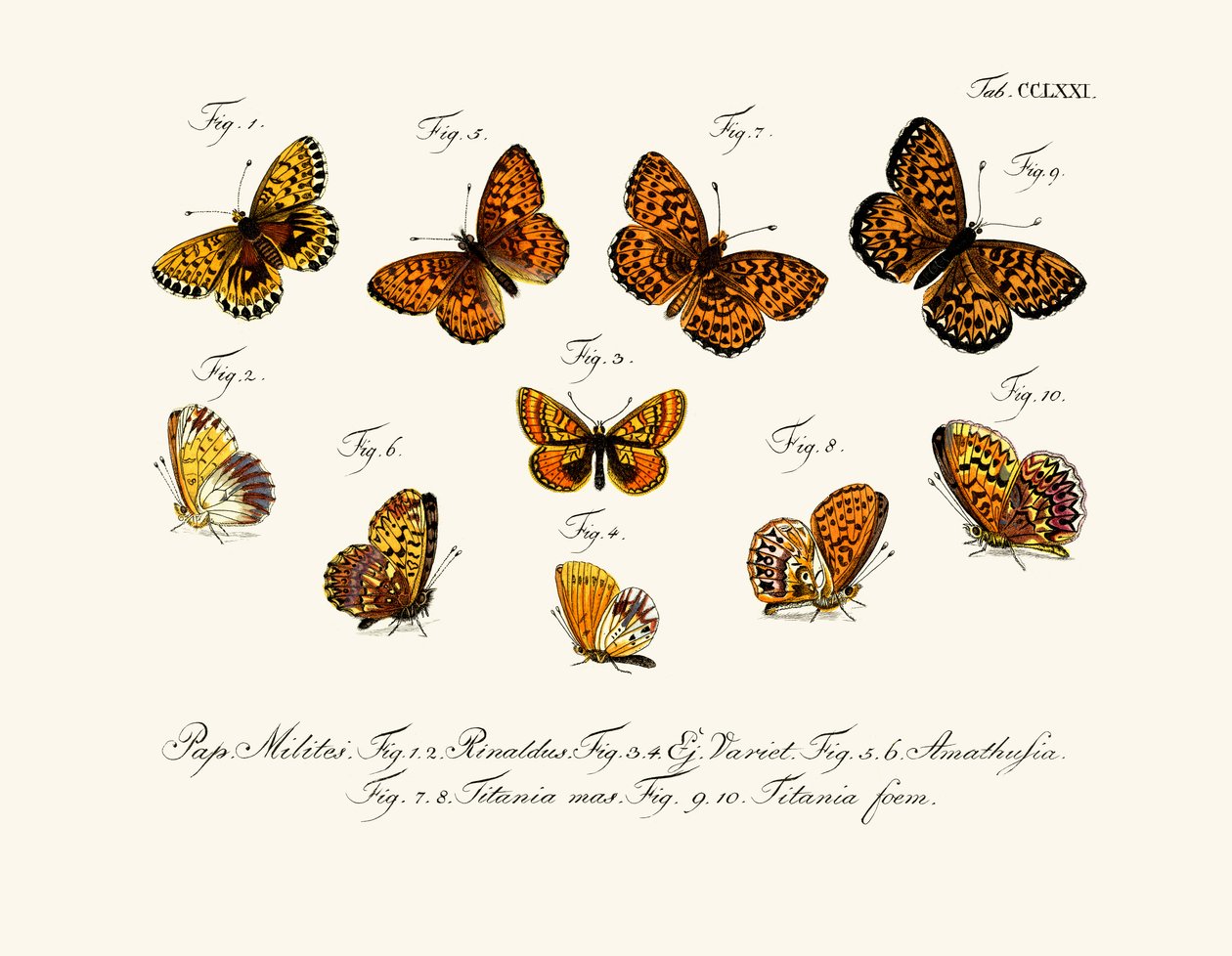 Mariposas de German School